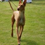 Faraohund