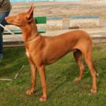 Faraohund
