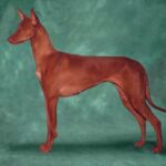Faraohund