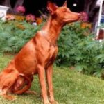 Faraohund