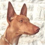 Faraohund