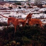Faraohund
