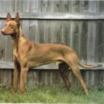 Faraohund