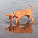 Faraohund