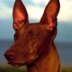 Faraohund