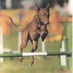 Faraohund