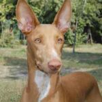 Faraohund