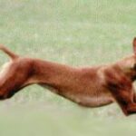 Faraohund