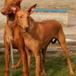 Faraohund