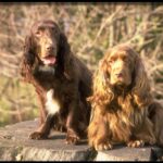 Field Spaniel