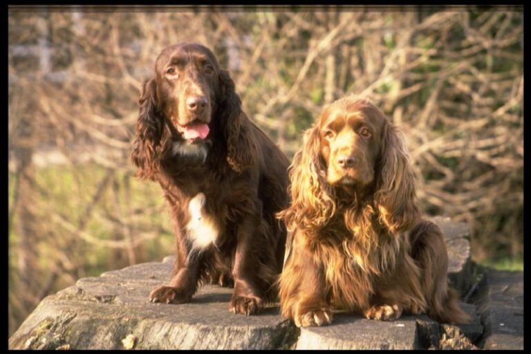 Field Spaniel