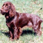 Field Spaniel