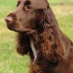 Field Spaniel