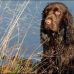 Field Spaniel