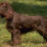 Field Spaniel