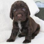 Field Spaniel