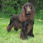 Field Spaniel