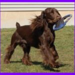 Field Spaniel