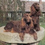 Field Spaniel