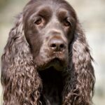 Field Spaniel