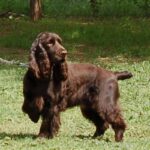 Field Spaniel