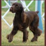 Field Spaniel