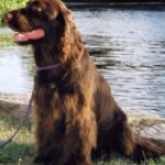 Field Spaniel