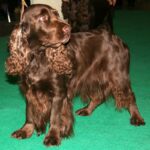 Field Spaniel