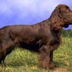 Field Spaniel
