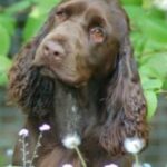 Field Spaniel