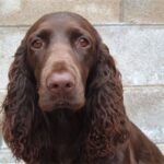 Field Spaniel