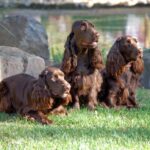 Field Spaniel