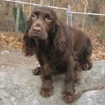 Field Spaniel