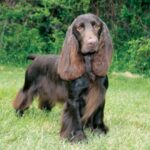 Field Spaniel