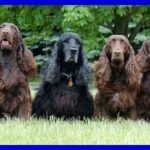 Field Spaniel