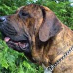Fila Brasileiro
