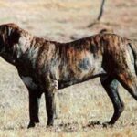 Fila Brasileiro