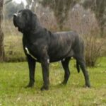 Fila Brasileiro