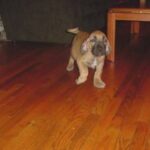 Fila Brasileiro