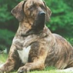 Fila Brasileiro