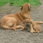 Fila Brasileiro