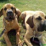 Fila Brasileiro