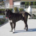 Fila Brasileiro