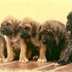 Fila Brasileiro