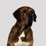 Fila Brasileiro