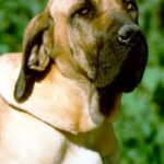 Fila Brasileiro