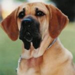 Fila Brasileiro