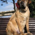 Fila Brasileiro