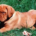 Fila Brasileiro
