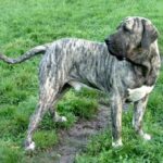 Fila Brasileiro
